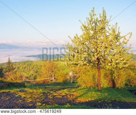 Countryside Scenenry With Apple Tree In Blossom. Rural Scenery Of Carpathian Mountains. Sunny Day Wi