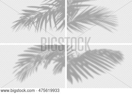 Shadow Overlay Of Palm Tree Branch. Set Of Transparent Overlay Shadow Effects From Tropical Palm Lea