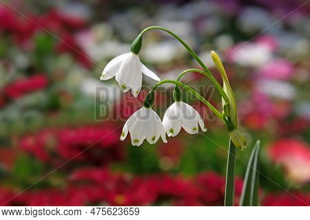 Summer Snowflake Or Loddon Lily (lat.- Leucojum Aestivum) On A Flower Background