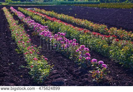 Field Of Roses On A Rose Nusery In The Countryside