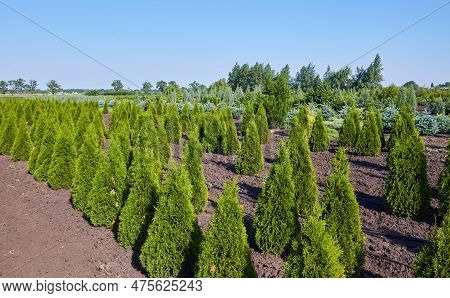 Thuja Occidentalis In Garden Center.