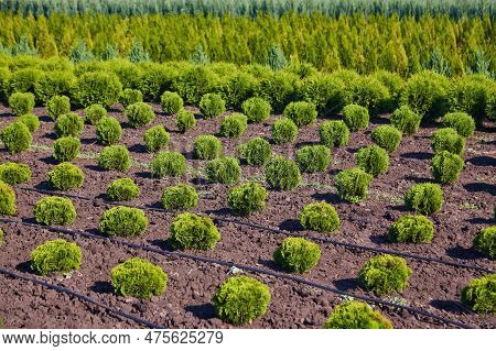 Rows Of Young Conifers In Greenhouse With A Lot Of Plants On Plantation