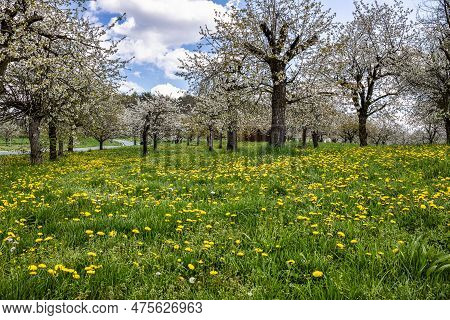Cherry Blossom On The Hills At Pretzfeld, Germany In Franconian Switzerland. A Famous Region For Fru