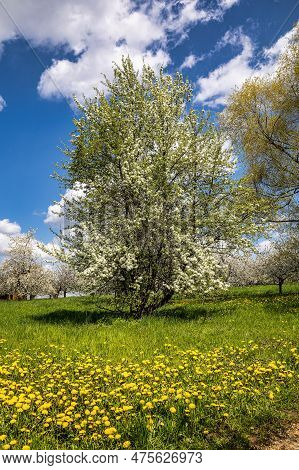 Cherry Blossom On The Hills At Pretzfeld, Germany In Franconian Switzerland. A Famous Region For Fru