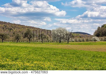 Cherry Blossom On The Hills At Pretzfeld, Germany In Franconian Switzerland. A Famous Region For Fru