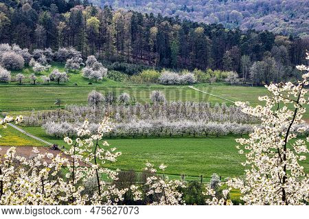 Cherry Blossom On The Hills At Pretzfeld, Germany In Franconian Switzerland. A Famous Region For Fru