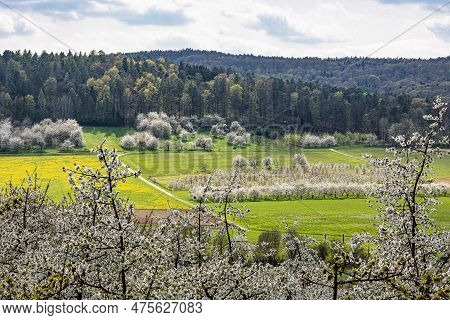 Cherry Blossom On The Hills At Pretzfeld, Germany In Franconian Switzerland. A Famous Region For Fru