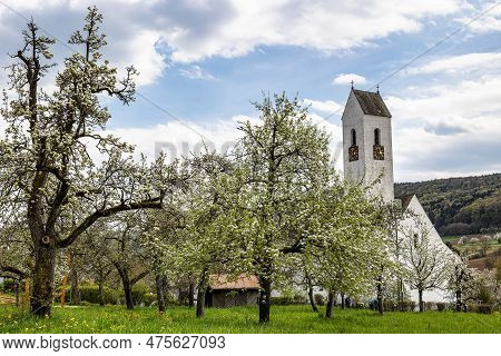 Cherry Blossom On The Hills At Pretzfeld, Germany In Franconian Switzerland. A Famous Region For Fru