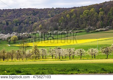 Cherry Blossom On The Hills At Pretzfeld, Germany In Franconian Switzerland. A Famous Region For Fru