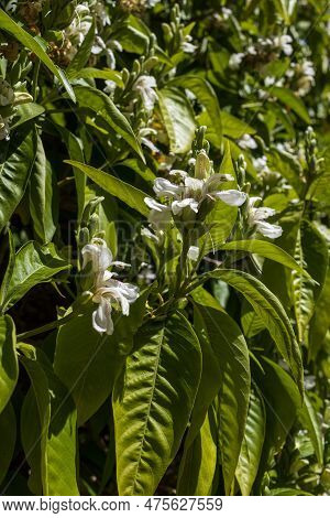 Justicia Adhatoda Flower And Tree.this Tree Is Near The Home.