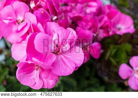 Flora Of Israel. Square Frame. Pelargonium Graveolens Is A Pelargonium Species Native To The Cape Pr