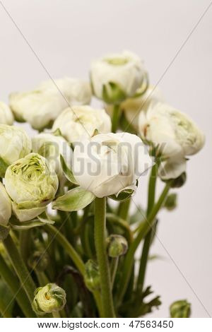 Ranuncolo bianco