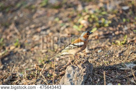 The Common Chaffinch, Fringilla Coelebs, Sits On The Ground In Spring. Beautiful Forest Bird Common 