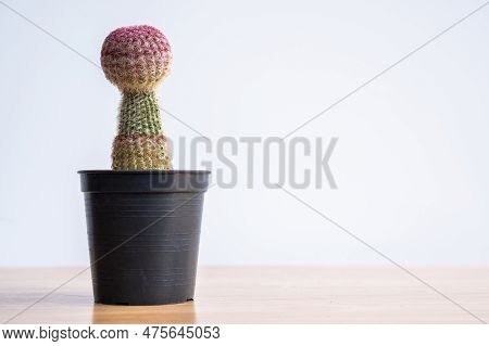 A Pot Of Strange Rainbow Cactus Stretching Caused Of Lack Of Sunlight. Cactus Need Exposure To Lots 