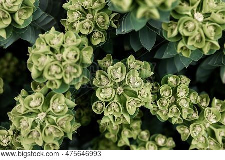 Rosetta Stonecrop, Or Sedum Rosetta. Close-up Photo Of Its Small Green Leaves.