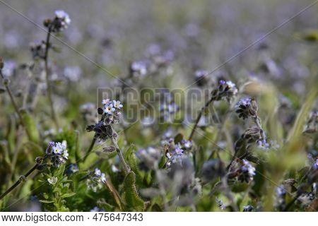 Wide Angle Closeup On An Aggregatrion Of Lightblue Early Forget-me-not, Myosotis Ramosissima An Annu