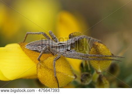 Natural Closeup On A Nursery Web Spider, Pisaura Mirabilis On Top Of A Yellow Common Gorse Flower