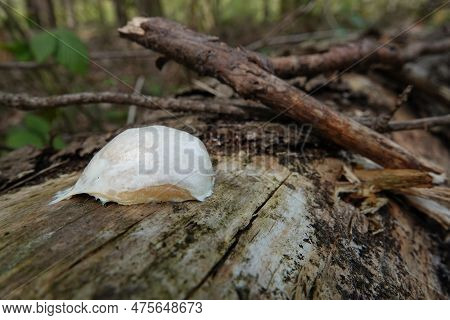 Natural Closeup On A White Slime Mould Or Myxogastria, Enteridium Lycoperdon Or False Puffball In Th
