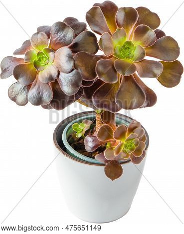 Aeonium Succulents Isolated On White Background. Plant In The Pot. Floriculture. Grow A Flower From 