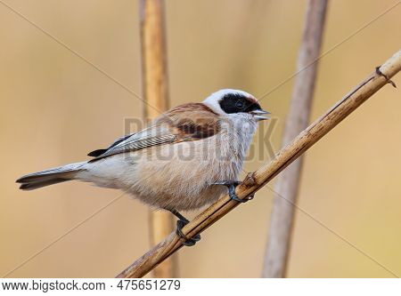 Singing Birds Images, Illustrations & Vectors (Free) - Bigstock