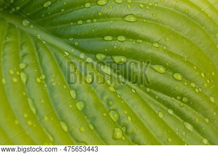 Close-up Of Huge Bright Green Leaf Of Plantain Lily Funkia Hosta Covered With Water Rain Dew Drops L