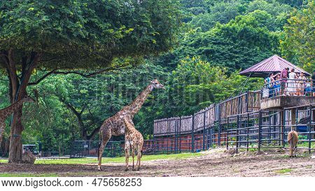 Giraffe Stands By Bushes In Sunshine Nature Green Evironment Travel