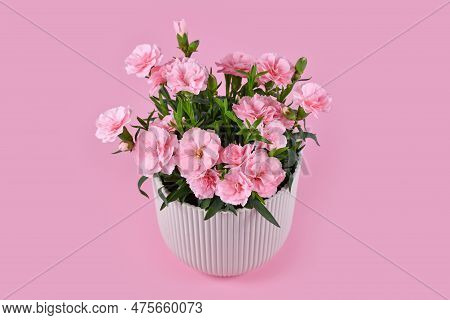 Beautiful Pink Dianthus Flowers In Pot On Pink Background