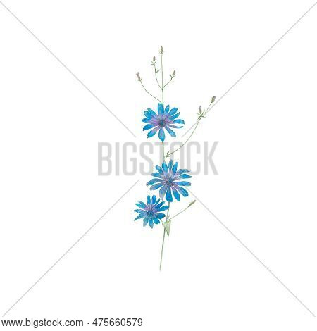 Chicory, Flowers, Blossom, Floret, Flora, Botany, Nature, Blue, Summer, Art, Watercolour, Design, St