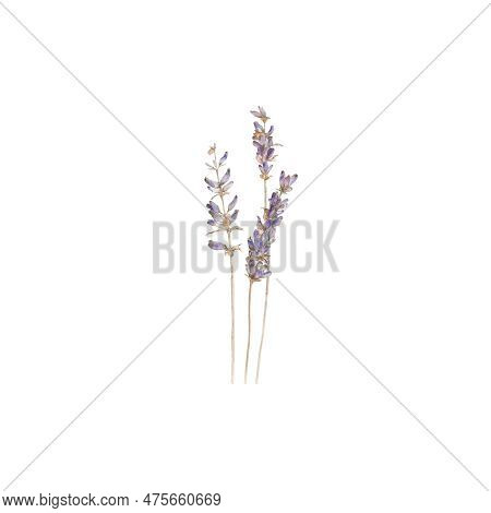Lavander, Flowers, Blossom, Floret, Flora, Botany, Nature, Violet, Purple, Summer, Art, Watercolour,