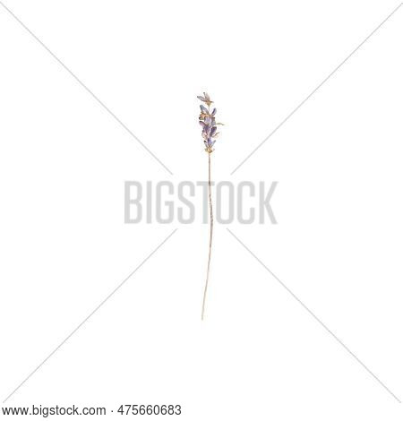 Lavander, Flowers, Blossom, Floret, Flora, Botany, Nature, Violet, Purple, Summer, Art, Watercolour,