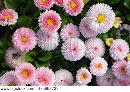 Light Pink English Daisy Bellis Perennis Speedstar Perennial