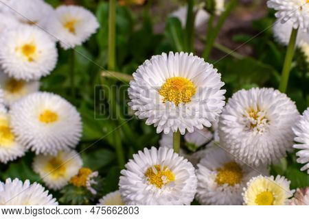 White English Daisy Bellis Perennis Speedstar Perennial Plant