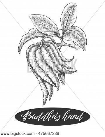 Fingered Citron Vintage Sketch. Buddhas Hand Fruit Engraving Vector Illustration, Citrus Medica Etch