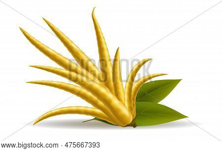 Realistic Fingered Citron. Buddha Hand Isolated Yellow Fruit With Green Leaves, Indian Buddhagarden 