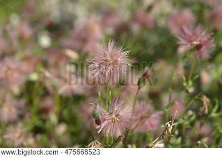 Spreading Fleabane Seed Heads In The Autumn