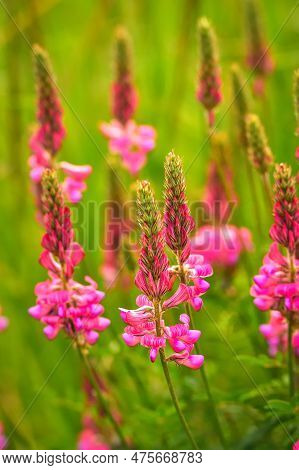 Beautiful Pink Green Spring Nature. Close Up Of A Common Sainfoin (onobrychis Viciifolia) Flower In 