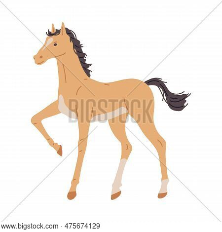 Cute Baby Horse Or Foal, Flat Vector Illustration Isolated On White Background.
