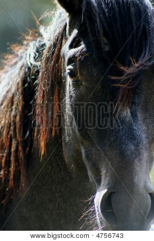 Lusitano Headshot