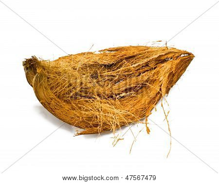Cocco Spata isolato