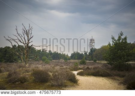 Kalmthout, Belgium, May 2023: Landscape View On Kalmthout Heath During Springtime And Lookout Tower