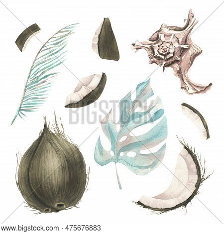 Whole Coconuts And Slices With Tropical Palm Leaves And Seashells. Watercolor Illustration. Set Isol
