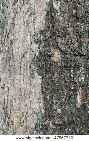 Albero la Texture della pelle