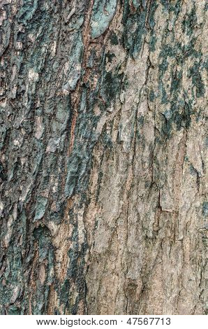 Albero la Texture della pelle