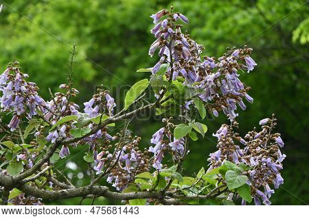 Paulownia Tree ( Paulownia Tomentosa ) Flowers. Paulowniaceae Deciduous Tree Native To China. Light 