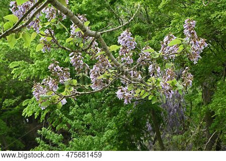 Paulownia Tree ( Paulownia Tomentosa ) Flowers. Paulowniaceae Deciduous Tree Native To China. Light 