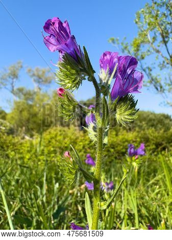 Echium Vulgare. Plant With Flowers Of Viper's-bugloss.