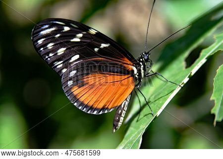 Monarchs Have A Remarkable Long-distance Migration. In North America, Monarchs Overwinter In Both Me