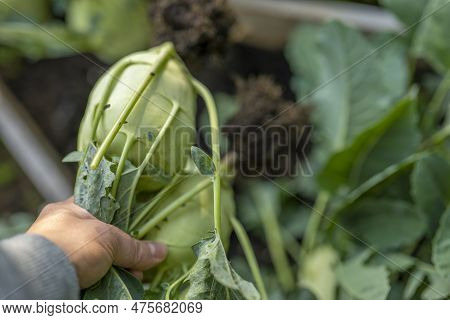 Kohlrabi Harvest.greens Kohlrabi Vegetables.hand Pulls Kohlrabi Out Of The Ground With A Root. Kohlr
