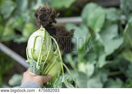 Kohlrabi Harvest.greens Kohlrabi Vegetables.hand Pulls Kohlrabi Out Of The Ground With A Root. Kohlr