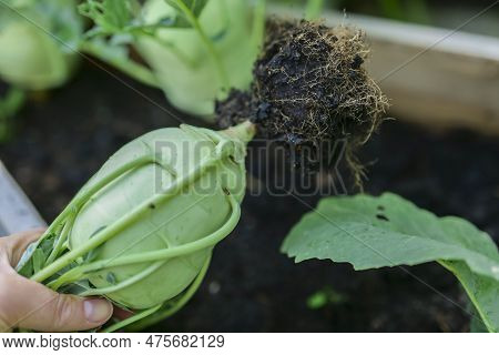 Kohlrabi Harvest.greens Kohlrabi Vegetables.hand Pulls Kohlrabi Out Of The Ground . Kohlrabi Vegetab